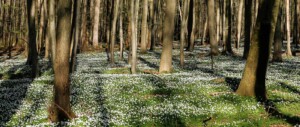 Waldbaden Trauernde